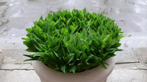 A round pot filled with lush green leaves sits on a paved surface. The leaves are dense and vibrant, indicating healthy growth. In the background, the ground appears wet, suggesting recent rain.