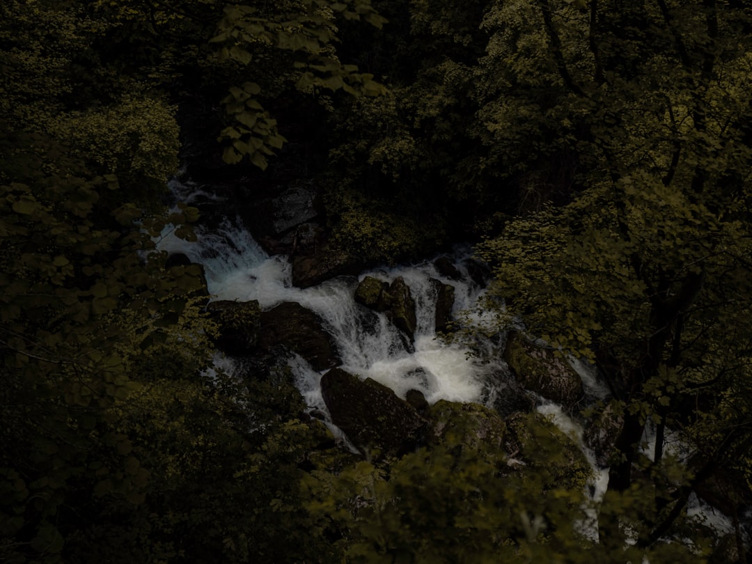 green trees beside river during daytime