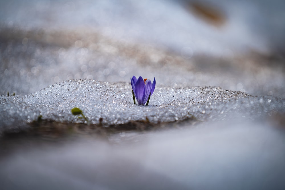 fiore viola su sabbia grigia
