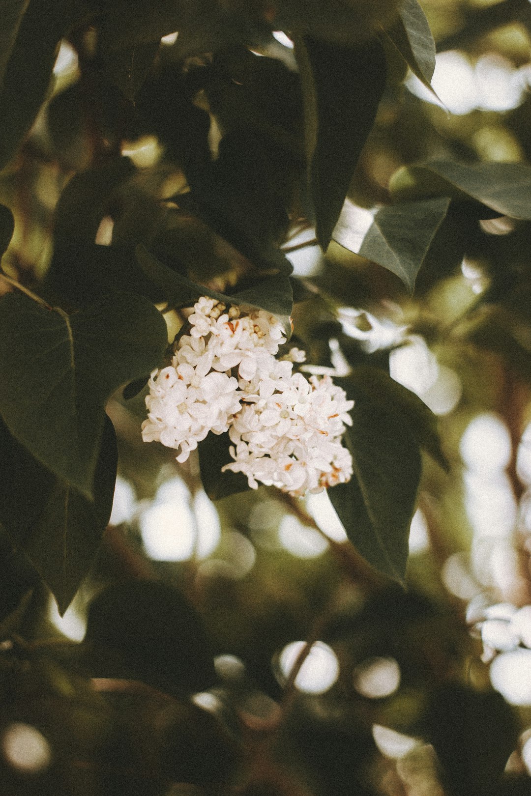 white flower in tilt shift lens