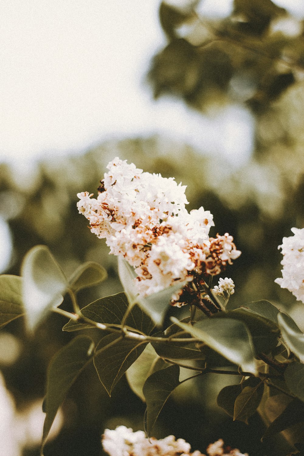 white flower in tilt shift lens