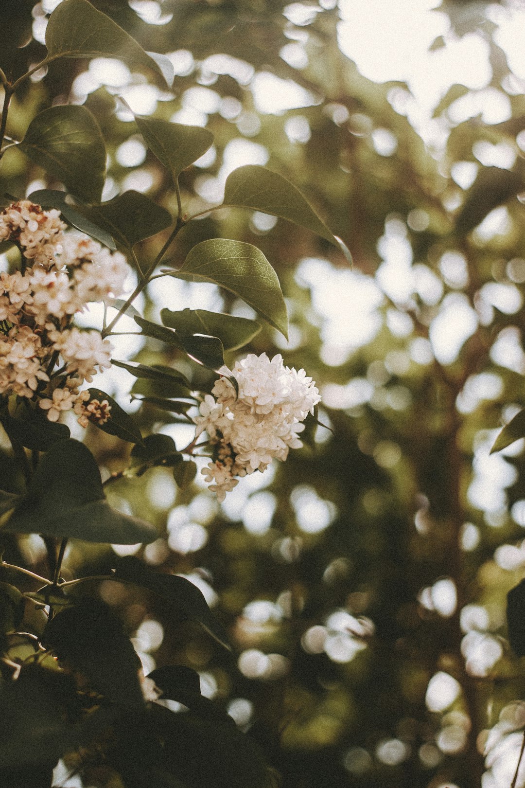 white flower in tilt shift lens