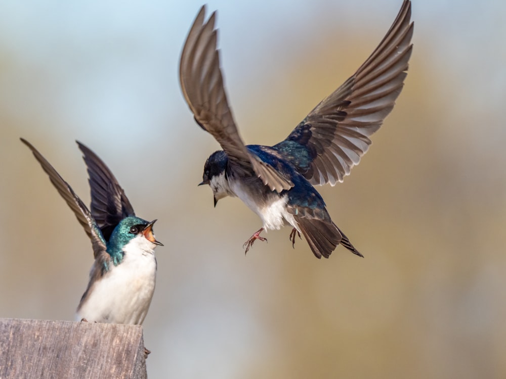 blue and white bird flying