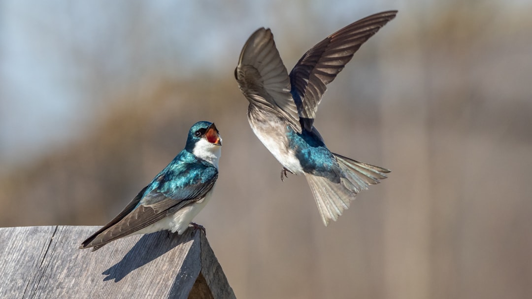  brown and white bird on brown wooden fence swallow