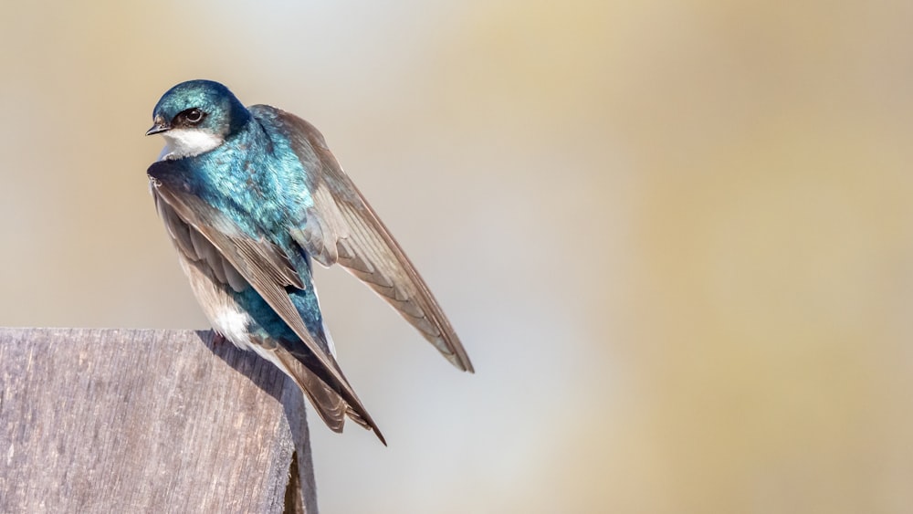 blue and brown bird on brown wooden post