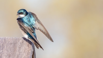 blue and brown bird on brown wooden post