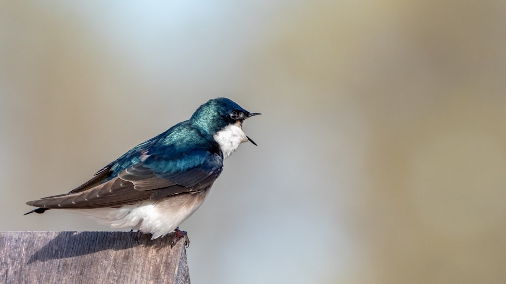 blue and white bird on brown tree branch