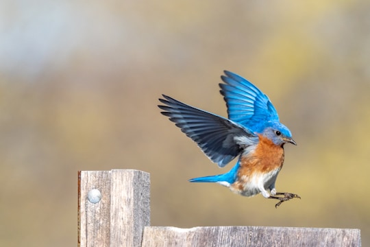 blue and brown bird on gray wooden fence during daytime