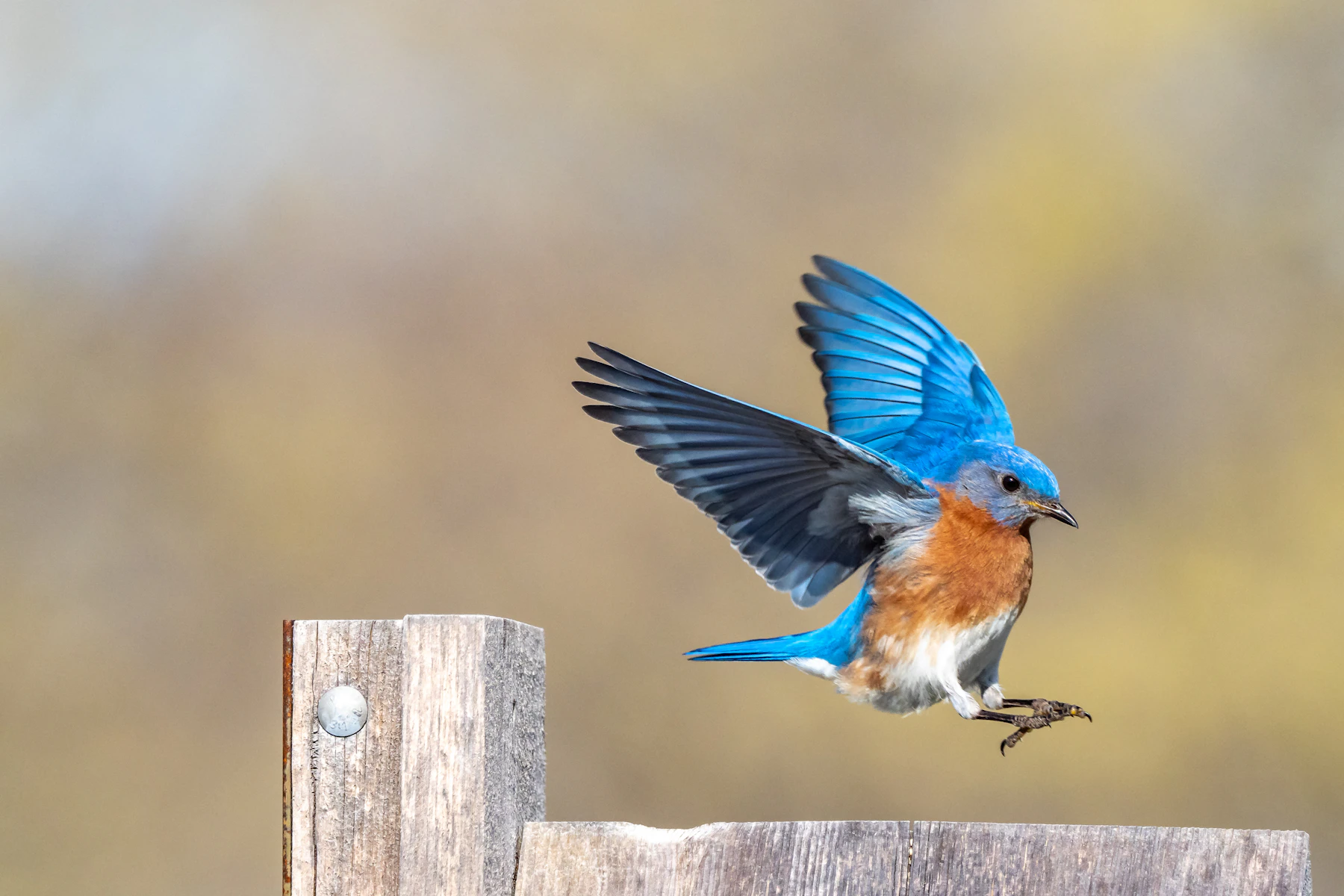 A bluebird with its wings raised landing on a weathered wooden fence post