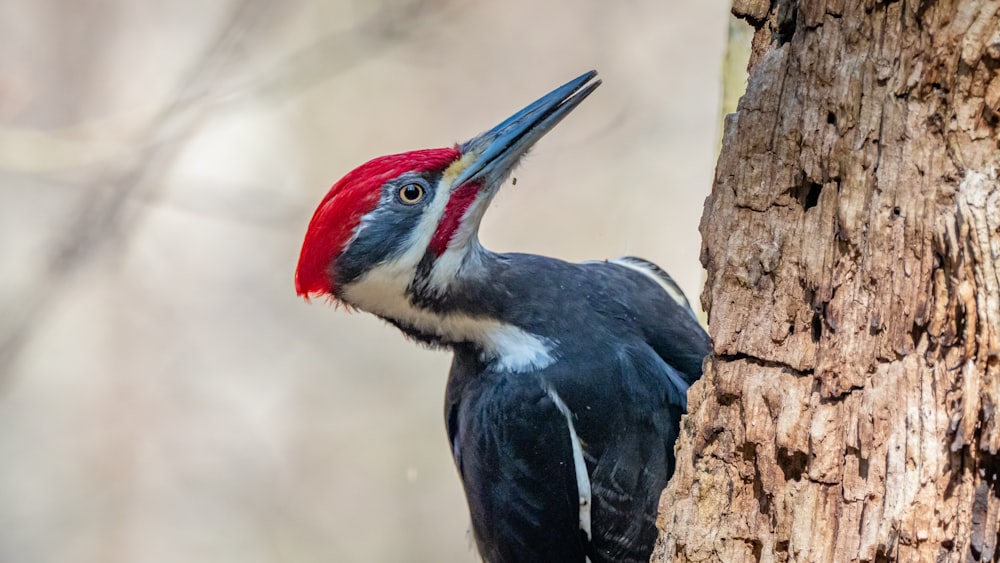 black and white bird on brown tree branch