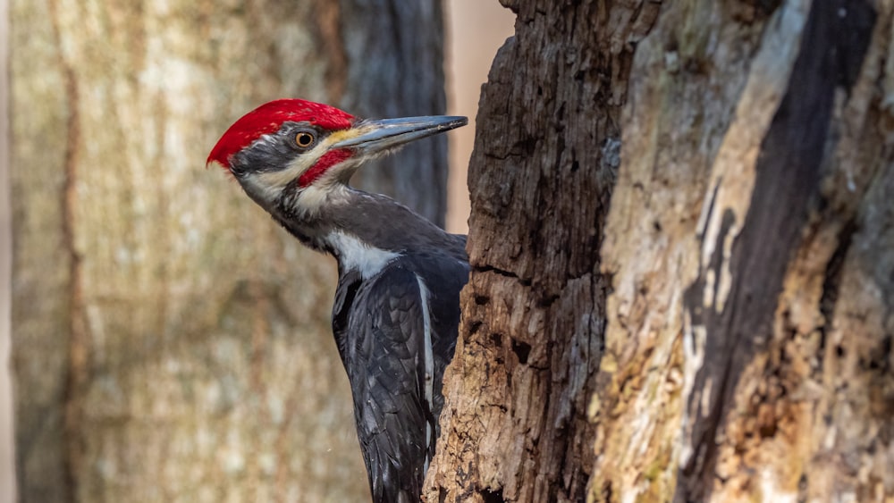 black and red bird on brown tree branch