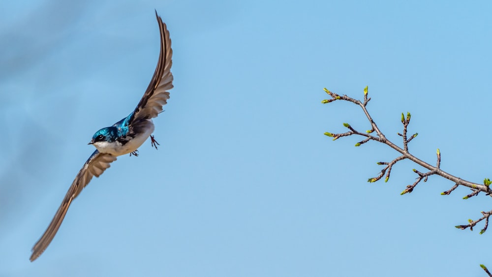 Brauner und weißer Vogel, der tagsüber in der Luft fliegt