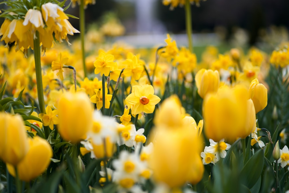 yellow and white flowers in tilt shift lens