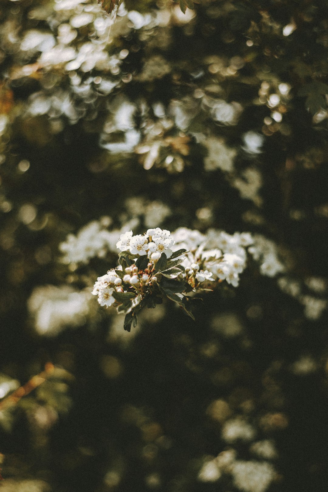 white flower in tilt shift lens