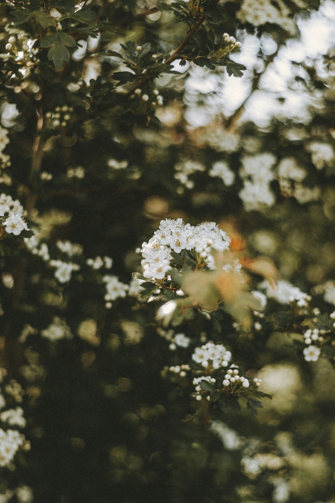 white flowers in tilt shift lens