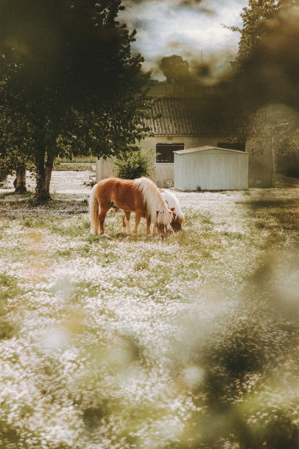 brown horse in water during daytime