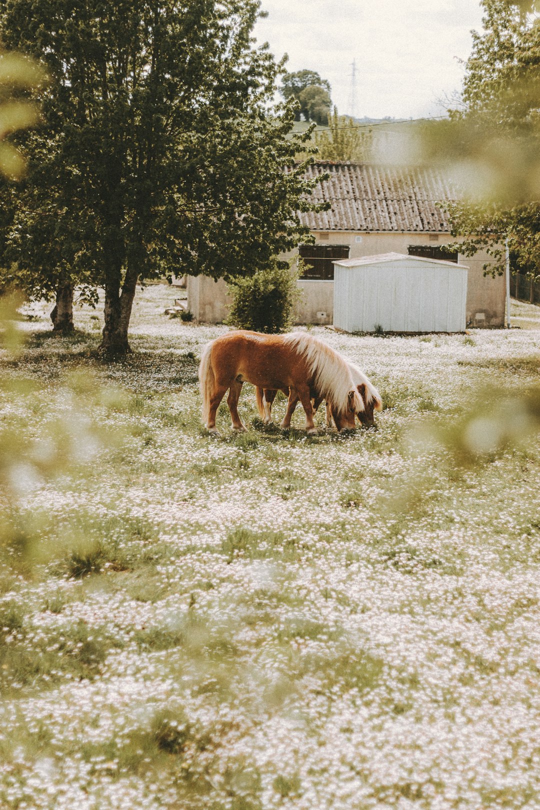 brown horse on green grass field during daytime