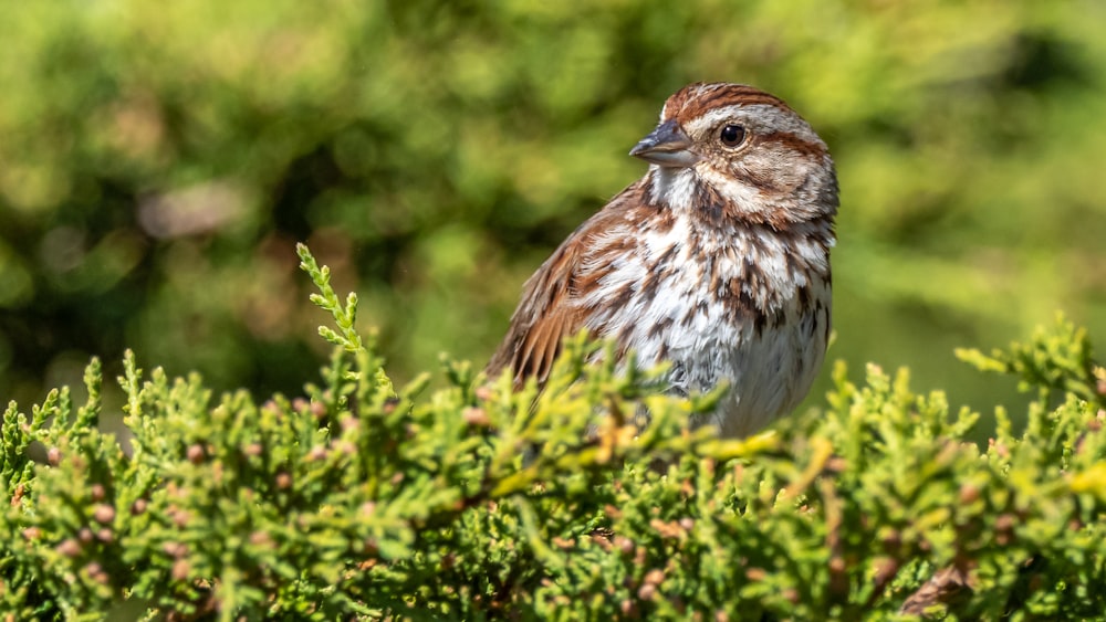 brown and white bird on green plant