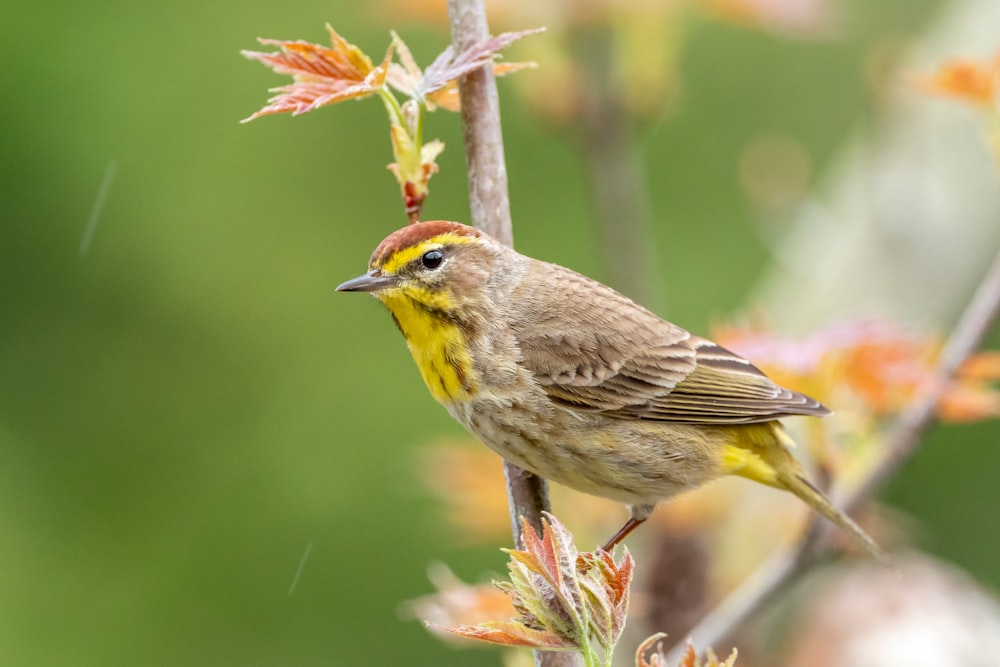 pájaro marrón posado en la rama de un árbol marrón durante el día