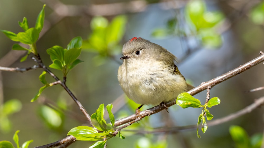 white and gray bird on brown tree branch