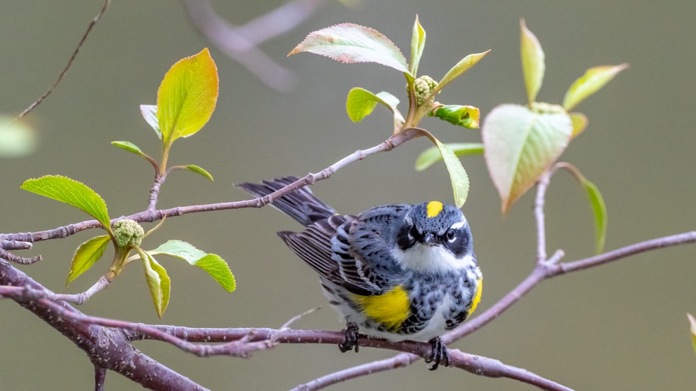 white black and yellow bird on tree branch