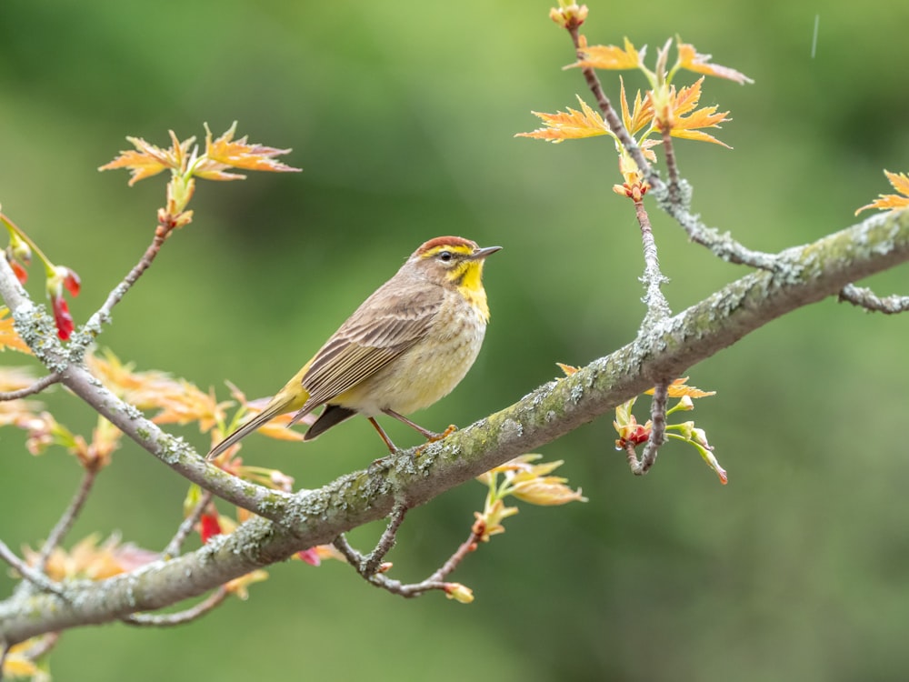 brown and yellow bird on tree branch