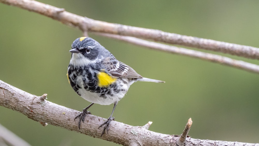 yellow white and black bird on brown tree branch