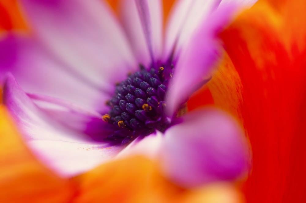 pink and white flower in macro photography