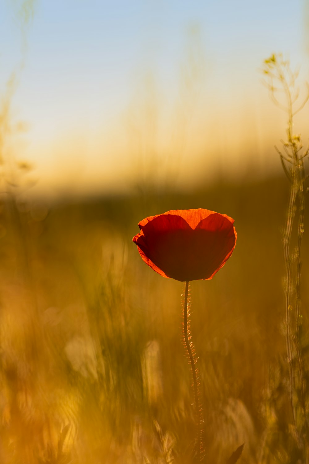 red flower in tilt shift lens