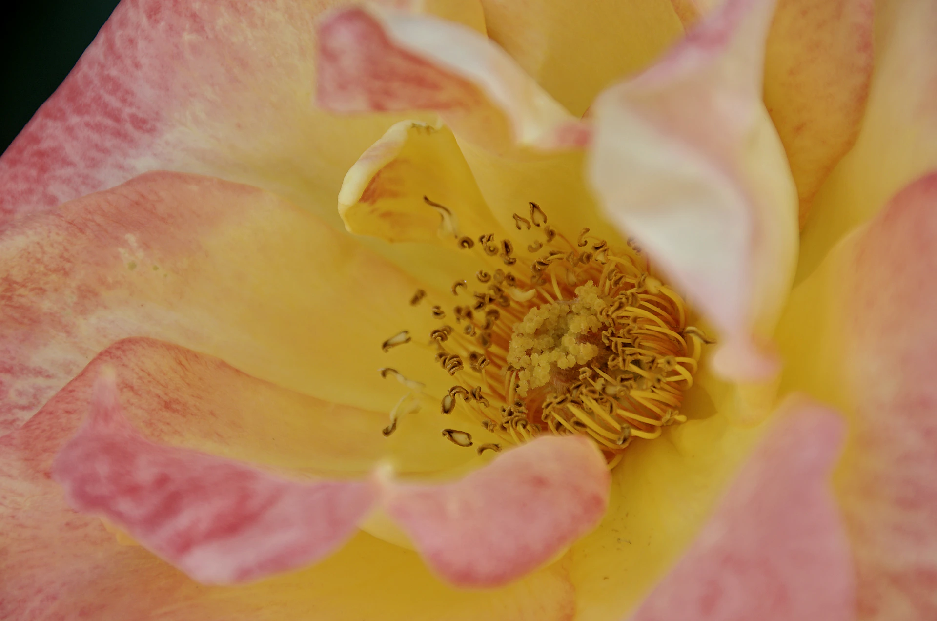 A close-up shot of a blooming flower with delicate petals, showcasing the intricate details and colors.