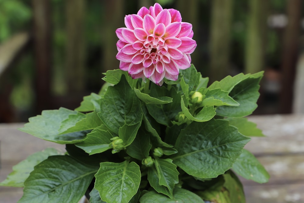 pink flower with green leaves