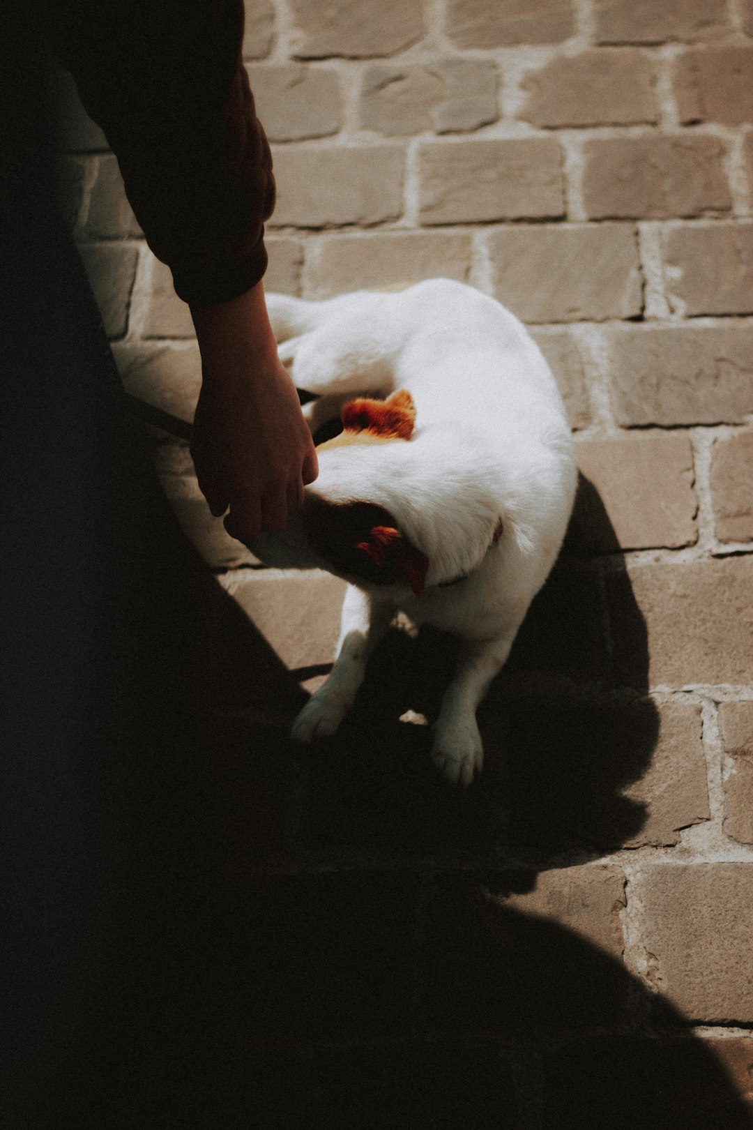 white and black cat on brown brick floor