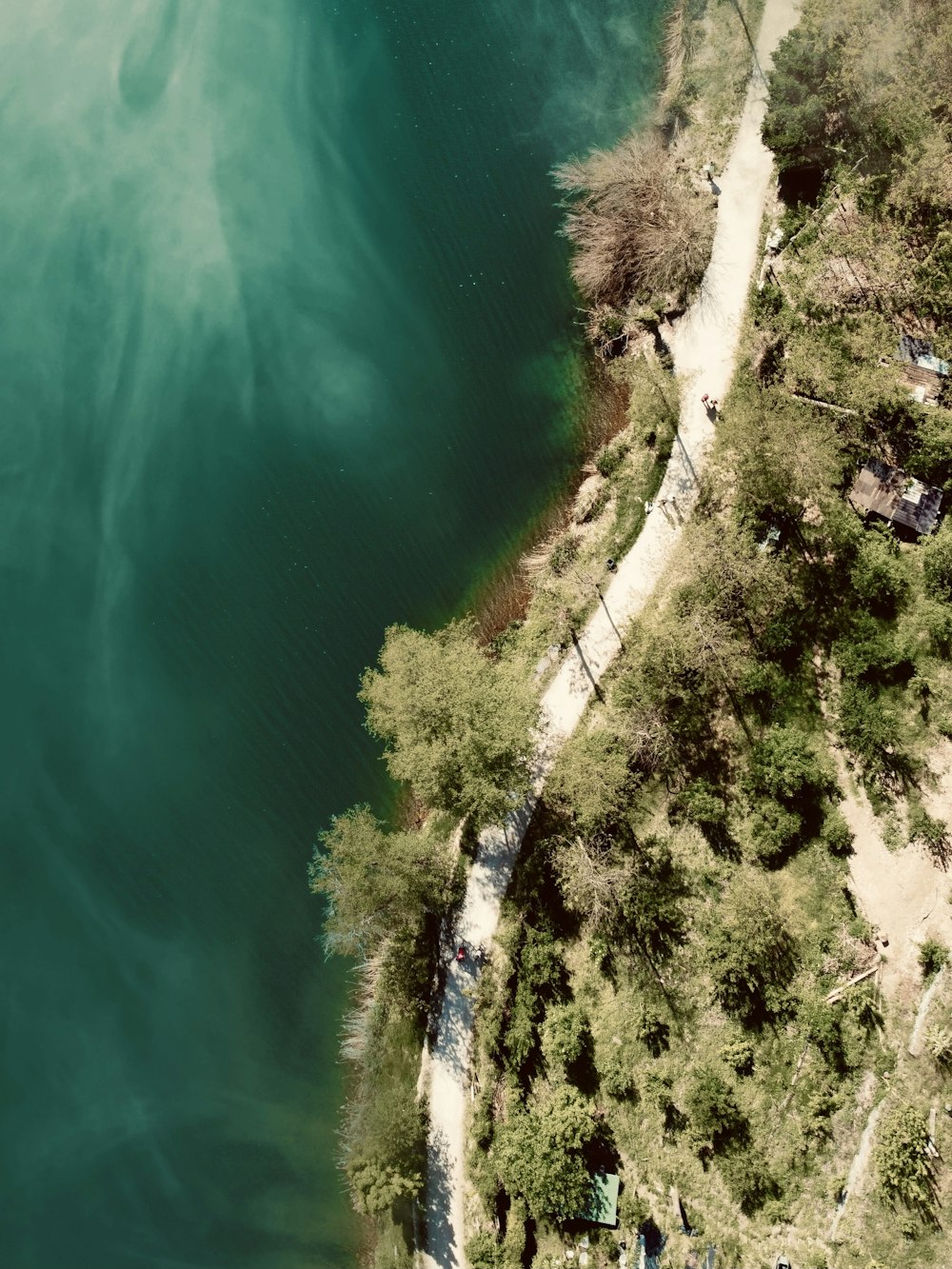 aerial view of green trees beside body of water during daytime