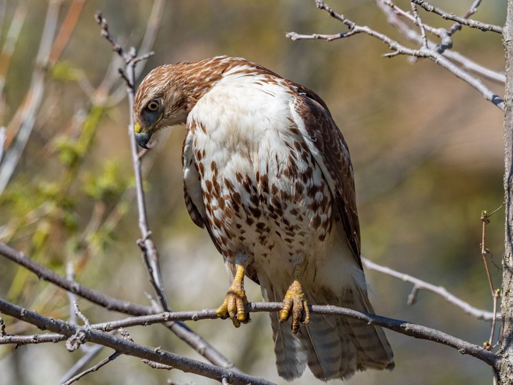 oiseau brun et blanc sur la branche de l’arbre pendant la journée