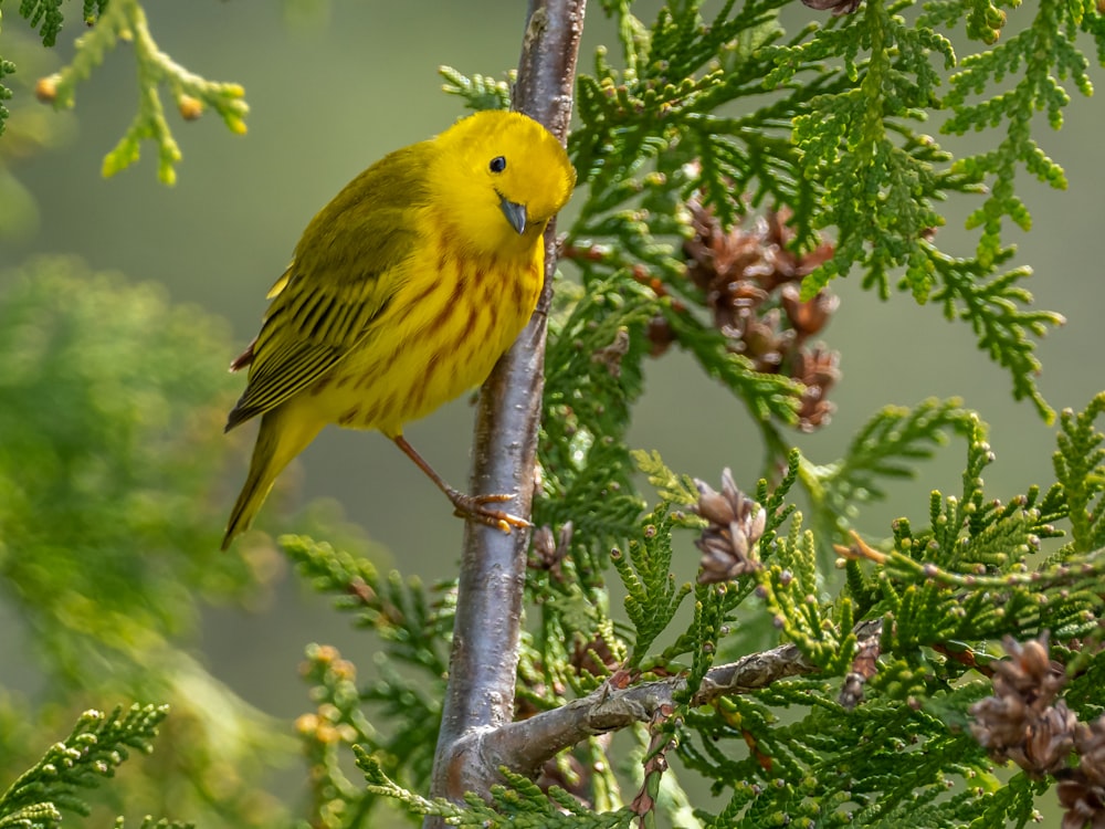 uccello giallo sul ramo marrone dell'albero durante il giorno