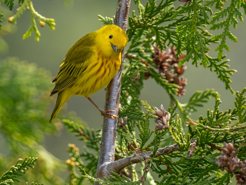 yellow bird on brown tree branch during daytime