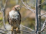 A hawk with brown and white plumage perched on a leafless tree branch, surrounded by a soft-focus background of additional branches and possibly greenery.