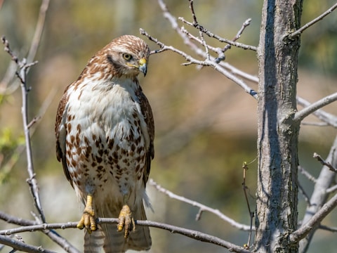 A hawk with brown and white plumage perched on a leafless tree branch, surrounded by a soft-focus background of additional branches and possibly greenery.