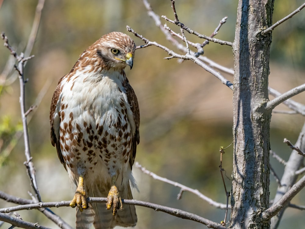 brown and white bird on tree branch during daytime