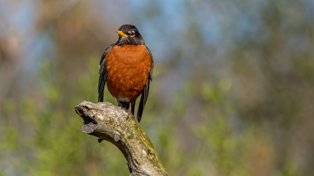 Uccello nero e marrone sul ramo marrone dell'albero durante il giorno