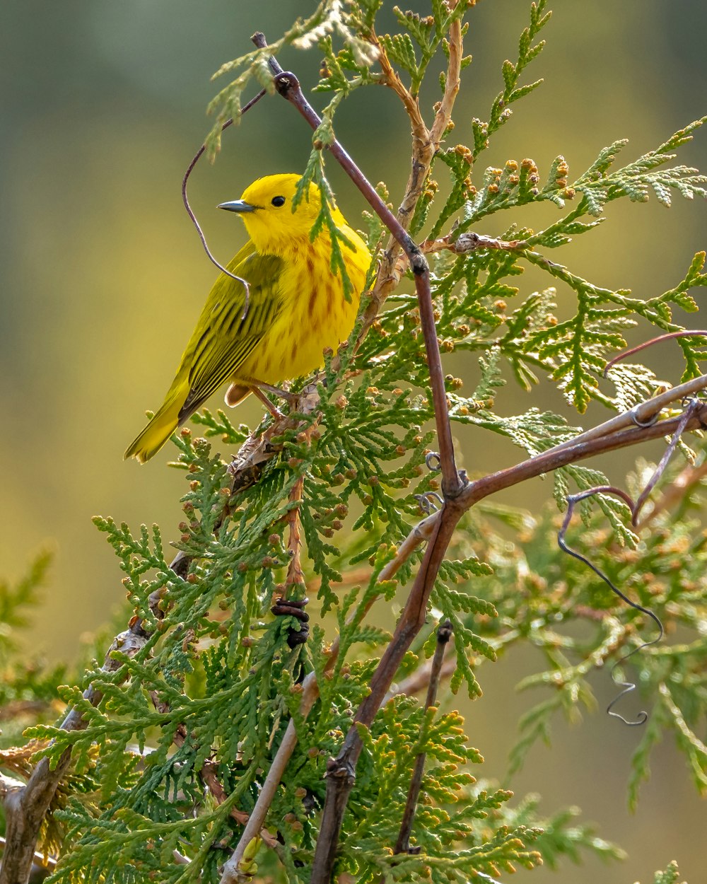 yellow bird on brown tree branch during daytime