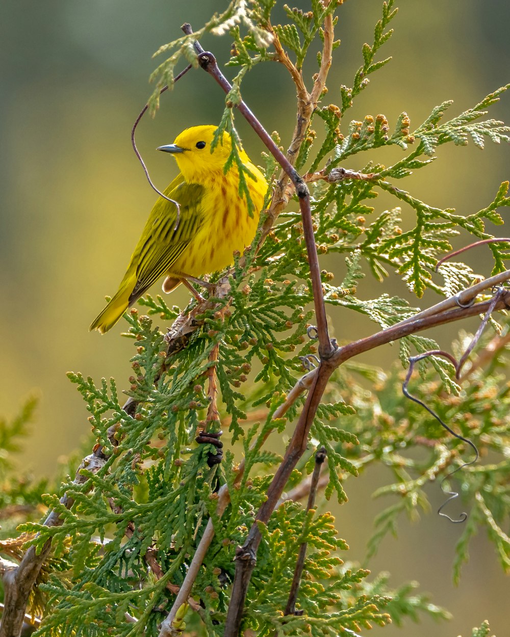 uccello giallo sul ramo marrone dell'albero durante il giorno
