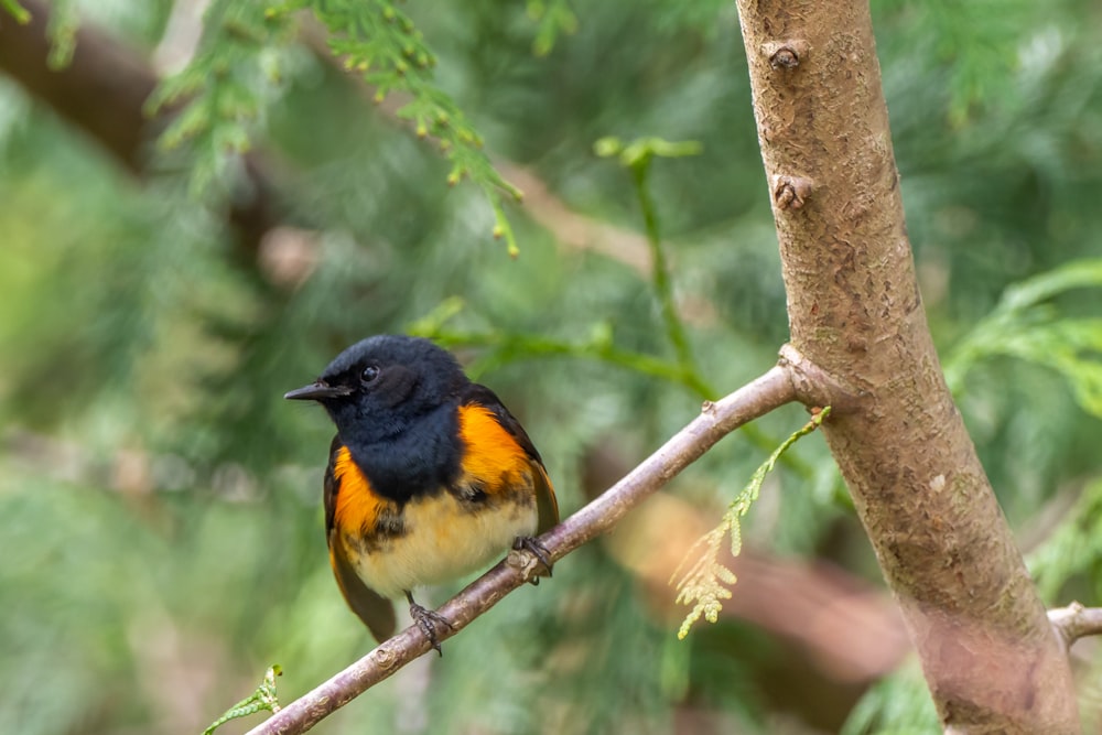 pájaro negro, naranja y amarillo en la rama marrón del árbol durante el día