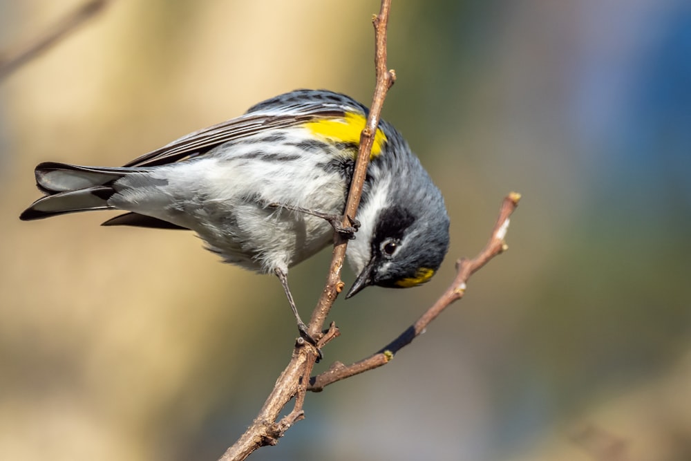 gray and yellow bird on brown tree branch
