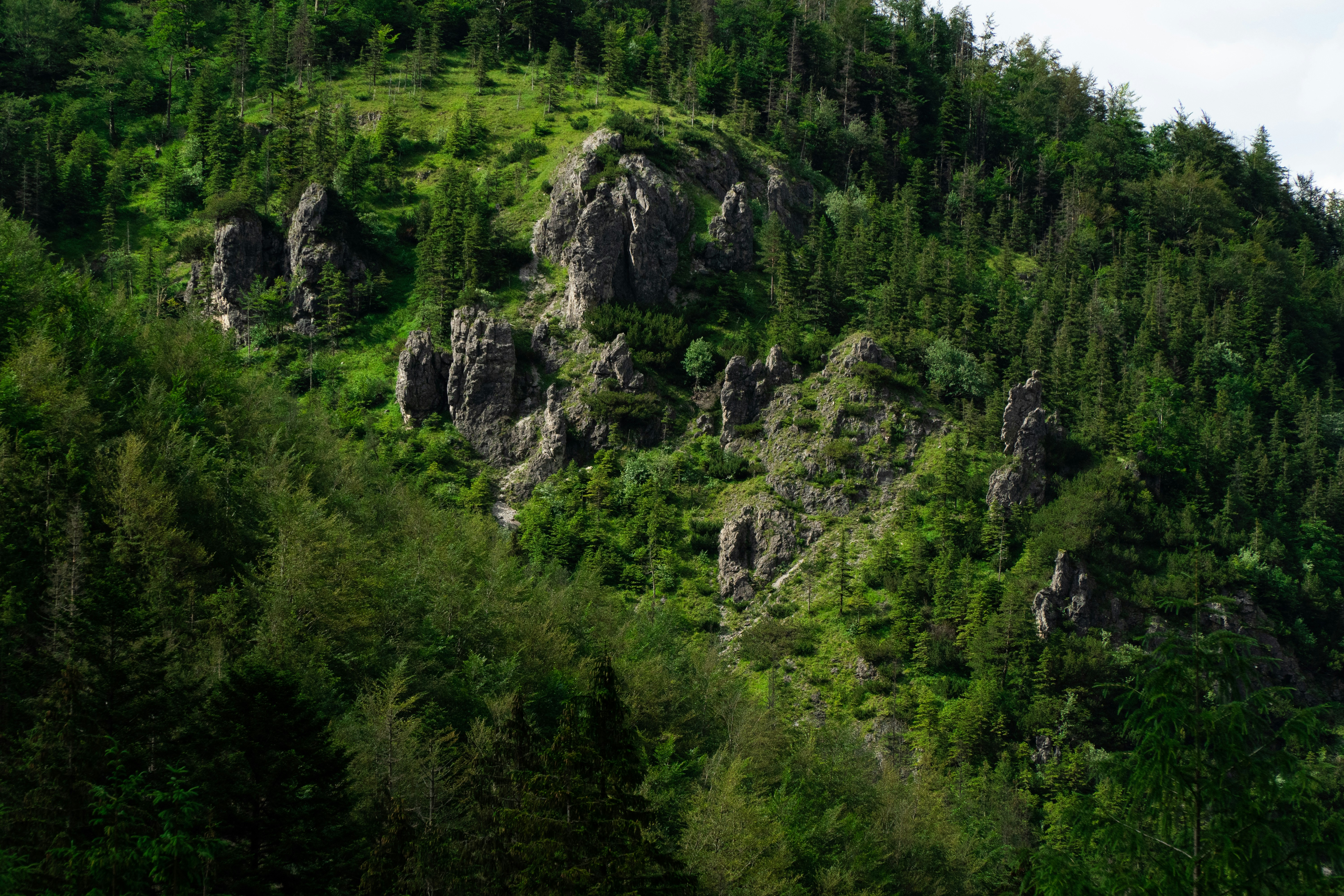 green trees on mountain during daytime