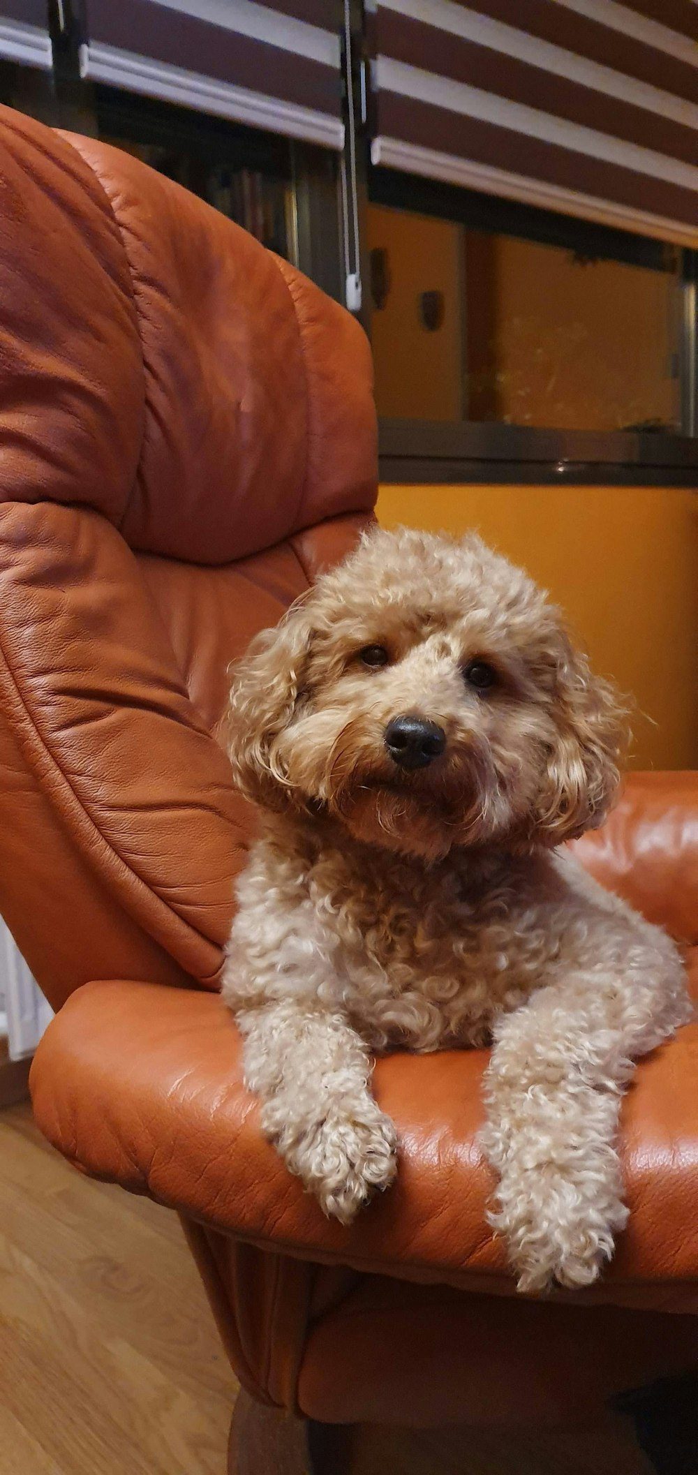 brown curly coated small dog on orange leather sofa