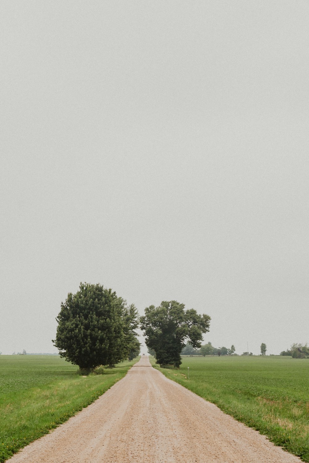 árbol verde en campo de hierba verde bajo cielo blanco durante el día