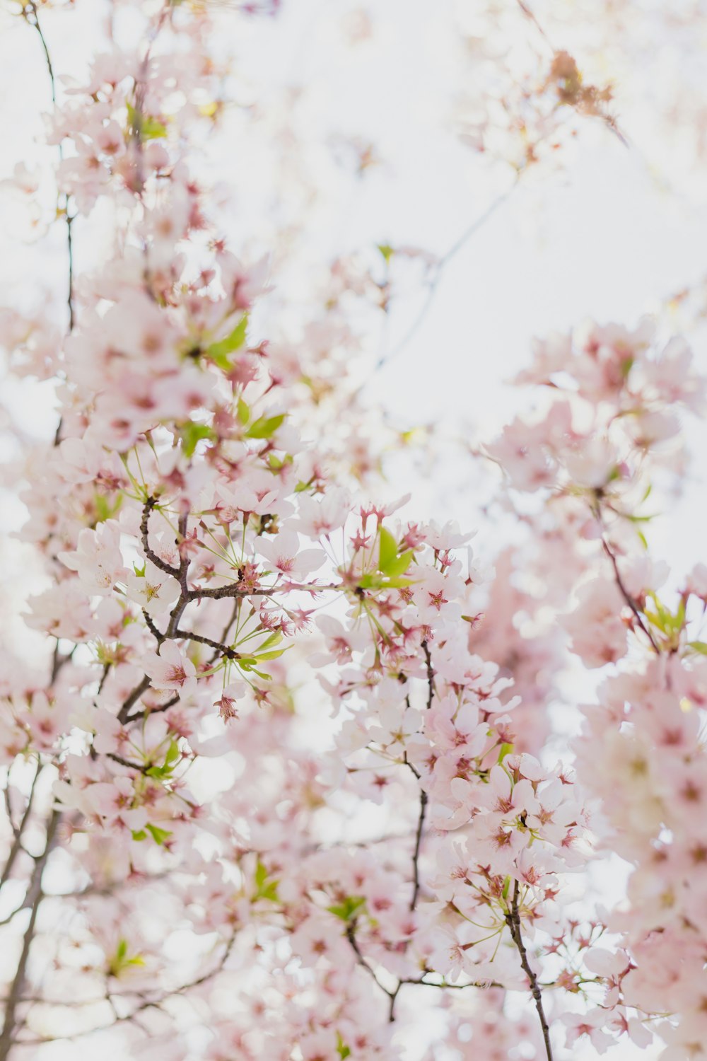 クローズ アップ写真でピンクの桜の写真 Unsplashの無料桜の花写真