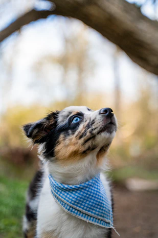 A playful puppy running outdoors wearing a vibrant blue bandana with floral designs.