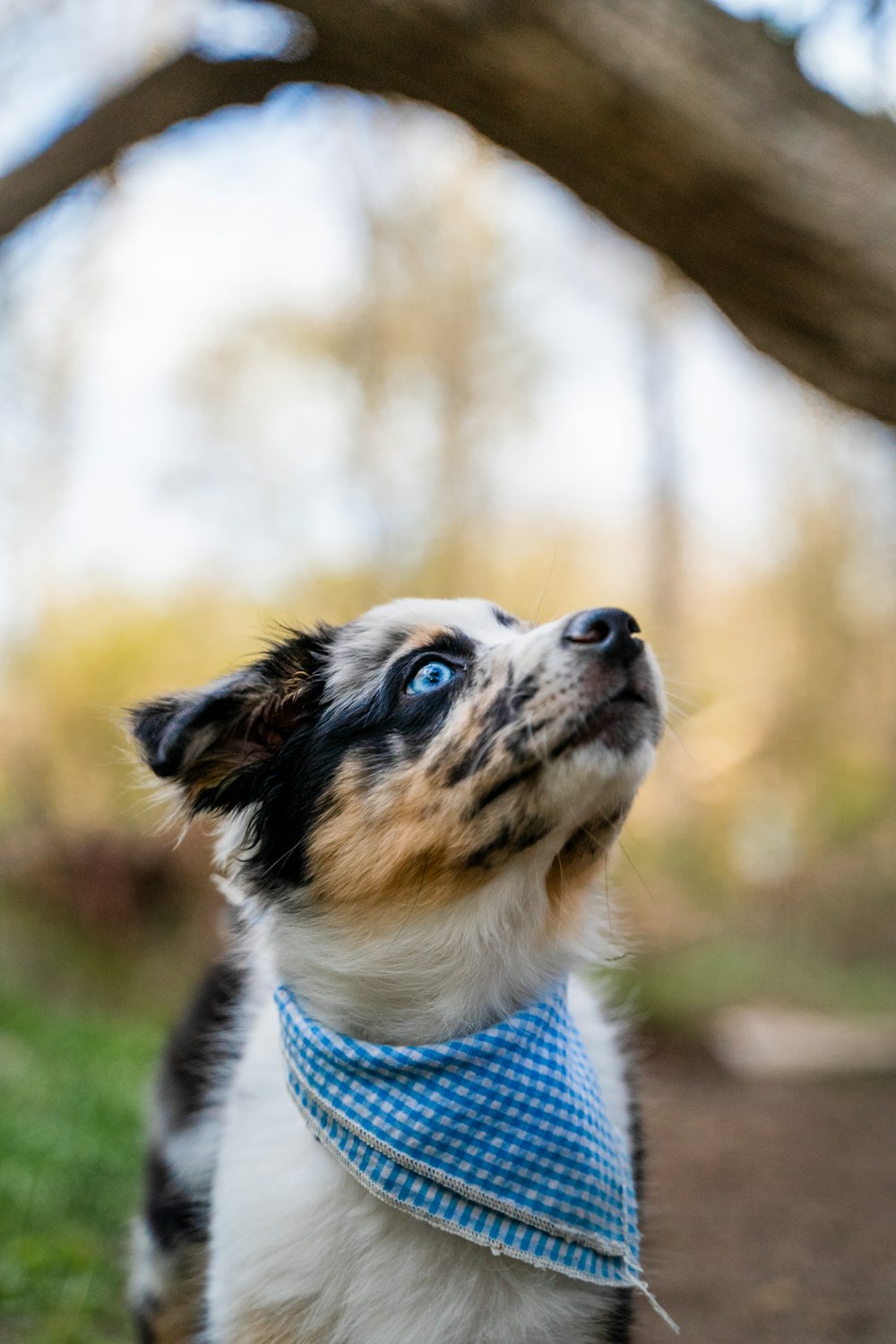 white and black short coated dog in blue and white checkered shirt